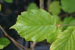 Corylus avellanaHazelaar bestellen